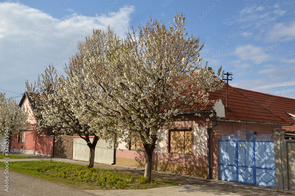 spring in Backi Petrovac, Vojvodina, with blooming cherry trees