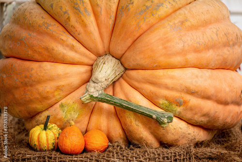 Slika na platnu Orange colored giant pumpkin harvested in autumn