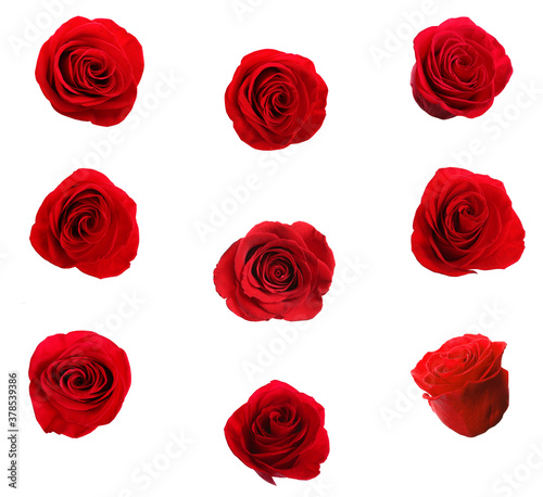 Fototapeta Naklejka Na Ścianę i Meble -  Set of beautiful red roses on white background
