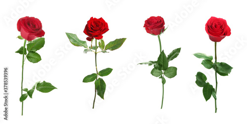 Set of beautiful red roses on white background