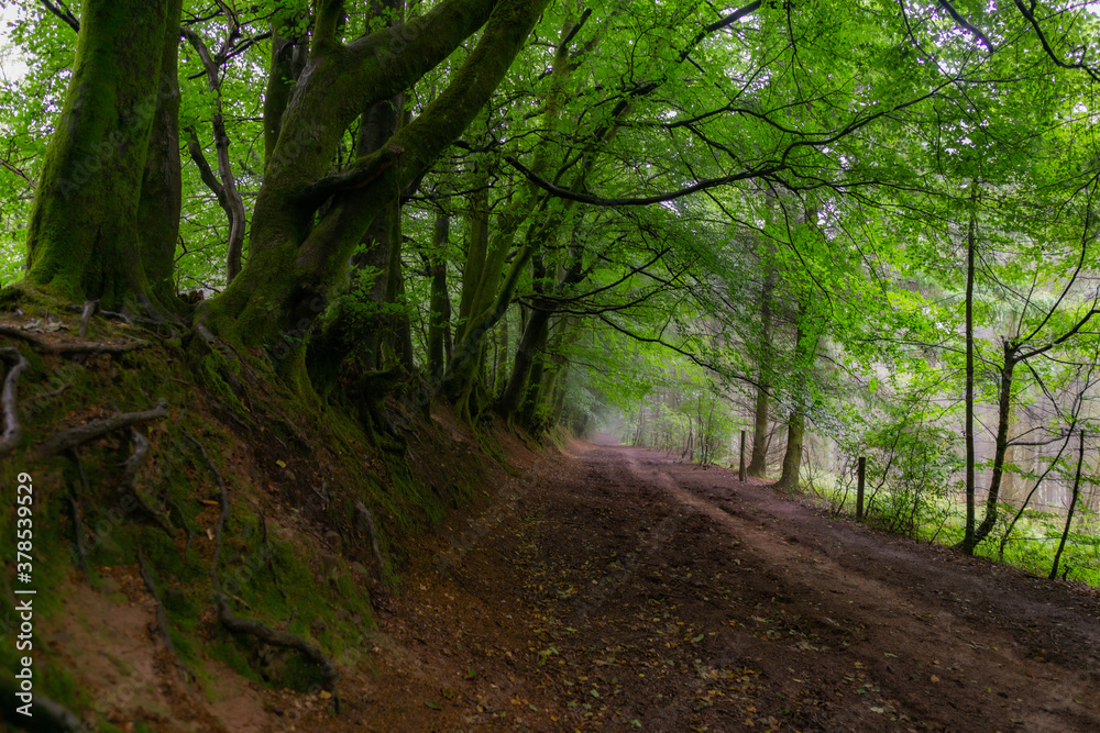 The footpath at Dead Woman's Ditch on the Quantocks leads into a misty distance