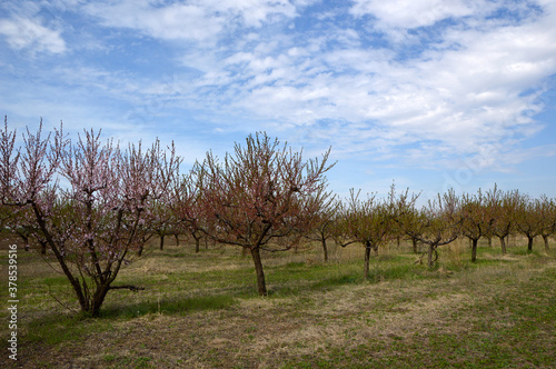 peach orchard with young blooming trees with blue sky in the background