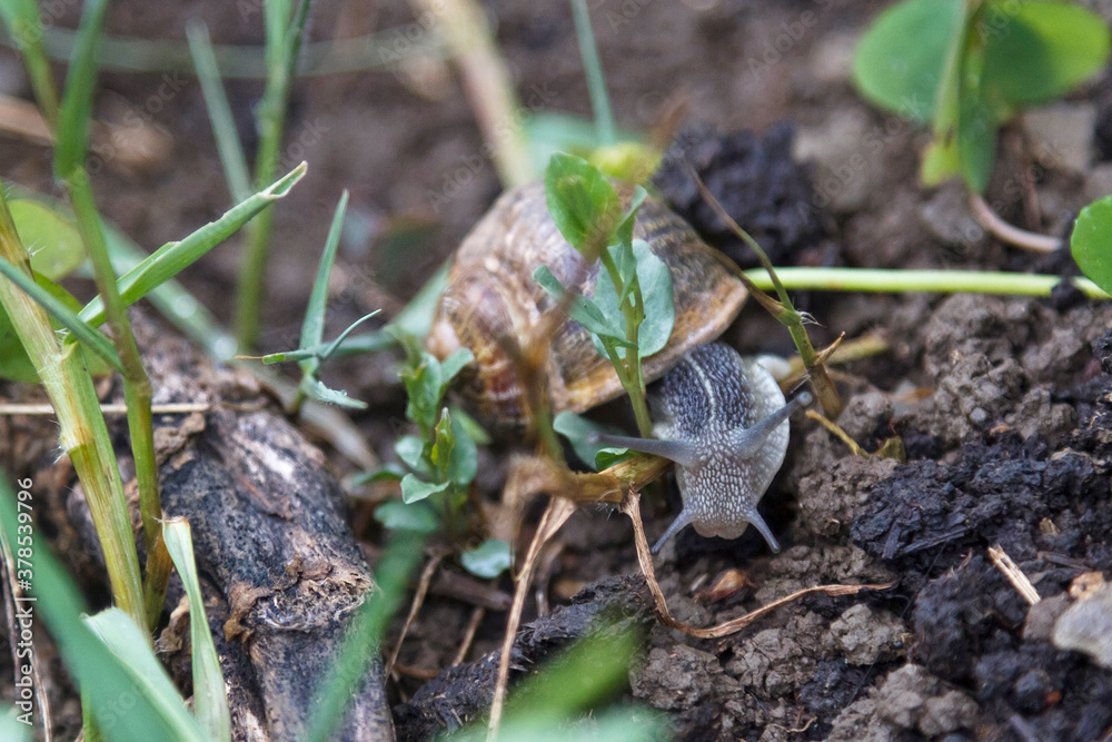 An snail moving in an orchard