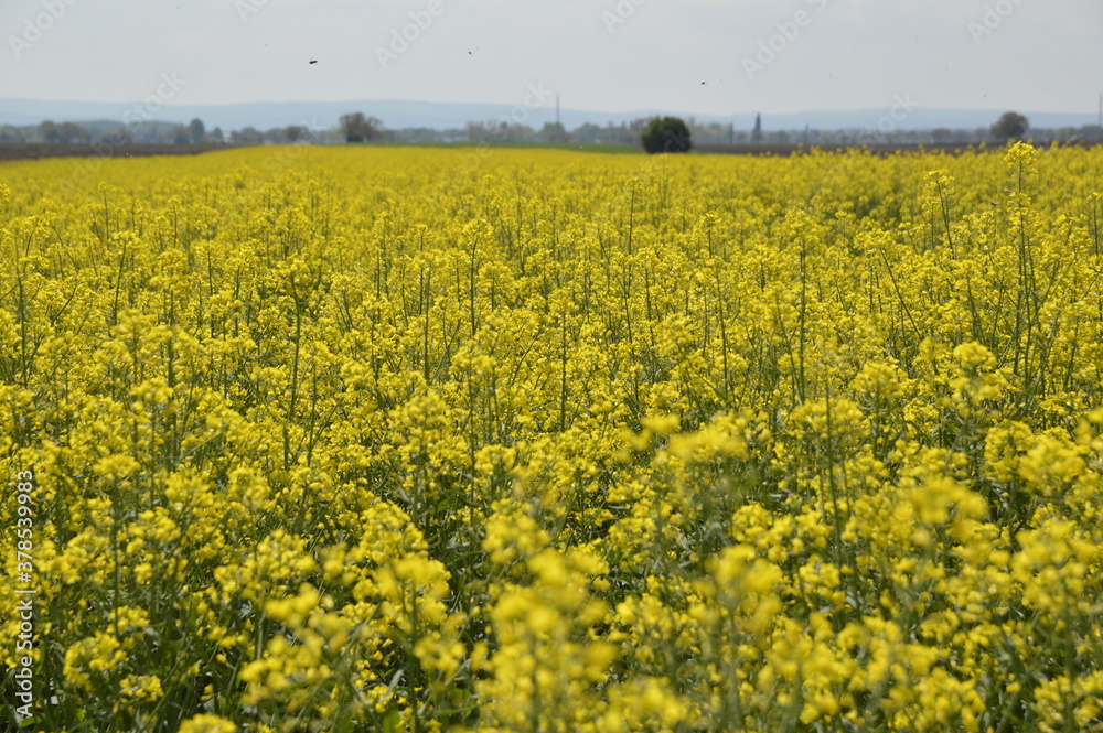 Fototapeta premium blooming rape oil field in vojvodina