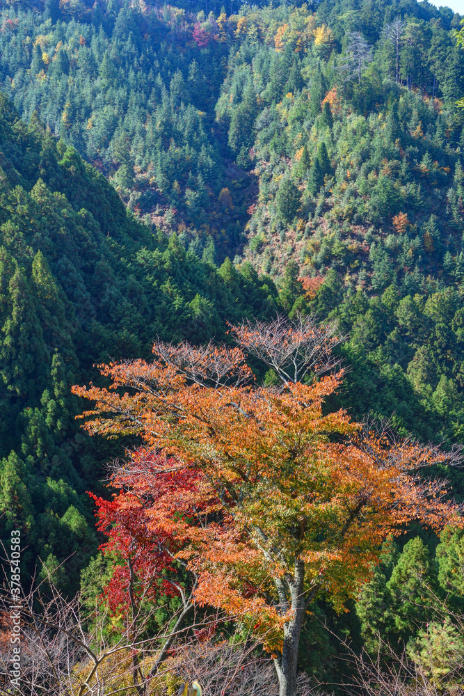 吉野山の紅葉 吉野山の紅葉