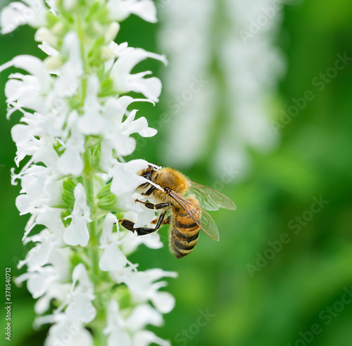 Bee picks honey on a white flower