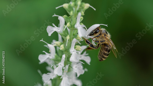 Bee picks honey on a white flower