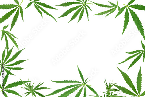 Cannabis leaf isolated on white background with clipping path and full depth of field
