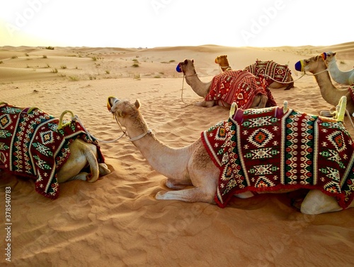 camels in the desert