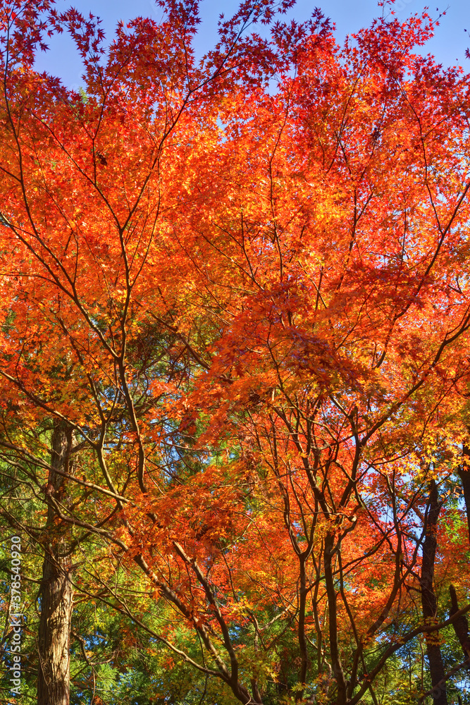 吉野山の紅葉