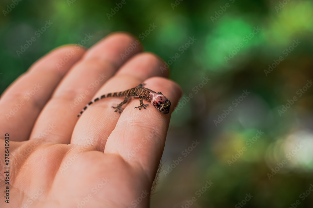 Tiny black and yellow common house gecko standing on a mans hand, skin missing from its head with flesh and blood vessels inside visible