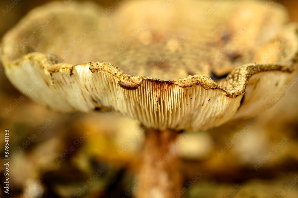 Close up of Mushroom with soft background Close up of Mushroom with soft background