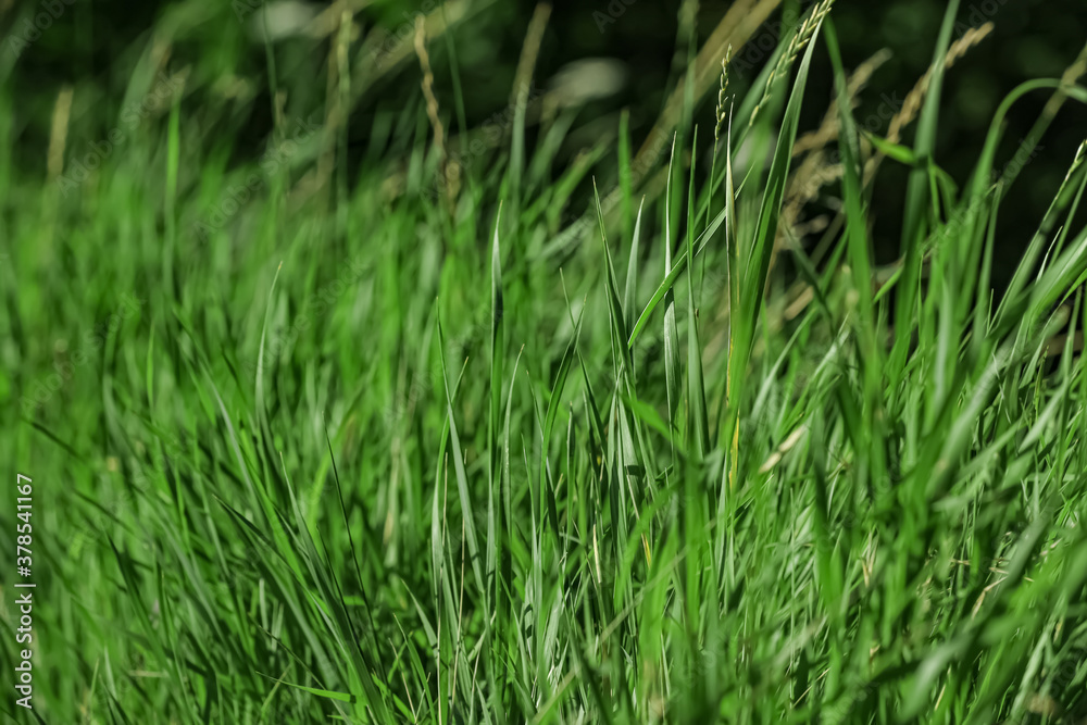 Beautiful green grass outdoors on sunny day Beautiful green grass outdoors on sunny day