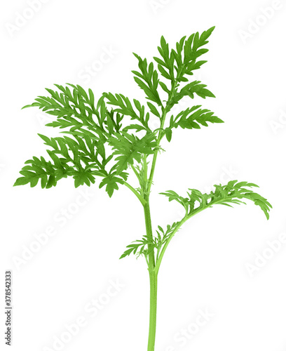 Ragweed leaf isolated on white background with clipping path and full depth of field