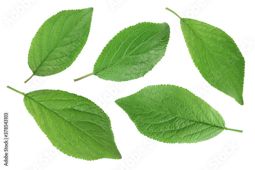 plum leaf isolated on a white background with clipping path and full depth of field. Top view. Flat lay