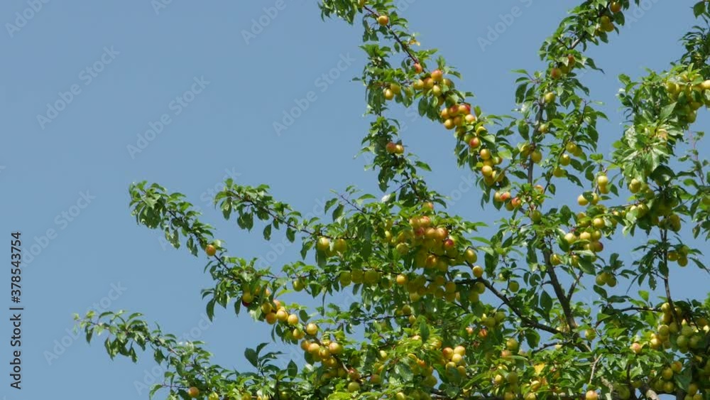 A branch with ripe yellow plums against a blue sky. High quality FullHD footage A branch with ripe yellow plums against a blue sky. High quality FullHD footage