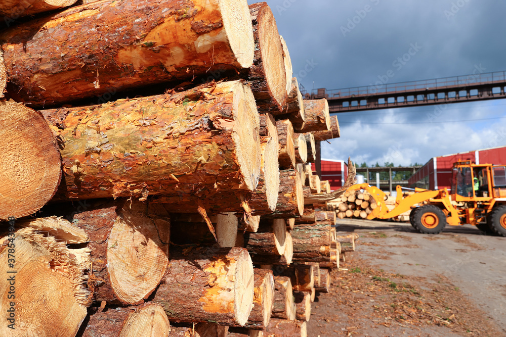 Logs ready for processing at the sawmill