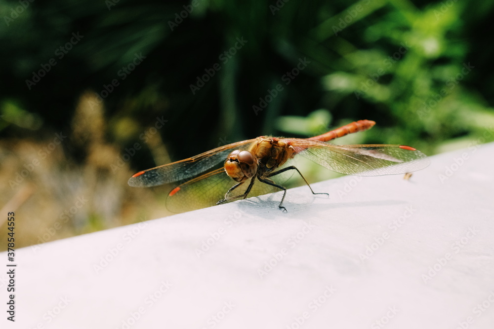 Naklejka premium Dragonfly on a wall.