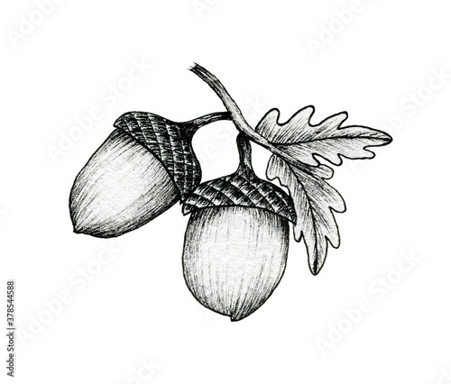 acorns on a branch isolated on white, black and white ink drawing of autumn acorns and oak leaves, vintage autumnal line art illustration, botanical black sketch photo