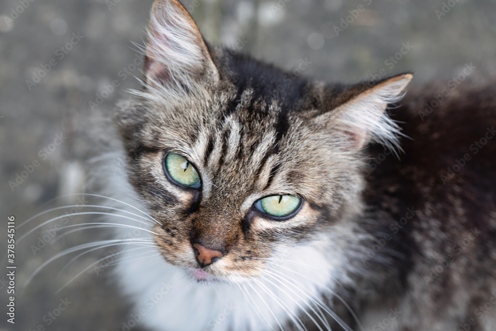 Young striped cat cute looks at the camera, extreme close-up. Portrait of a cat with big green eyes