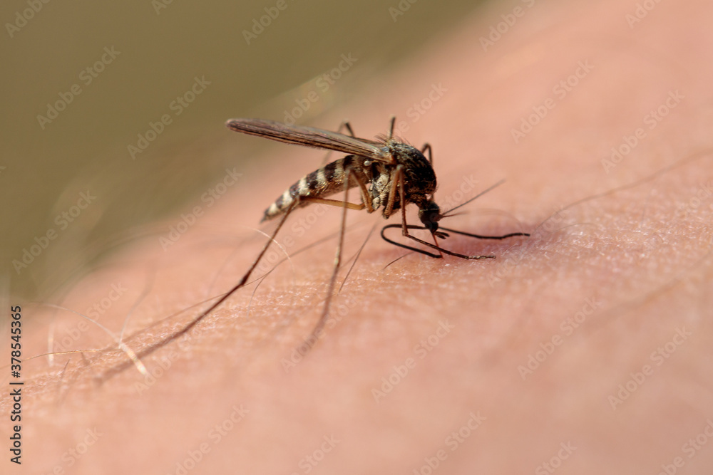 the mosquito lands on his hand and sucks blood the mosquito lands on his hand and sucks blood