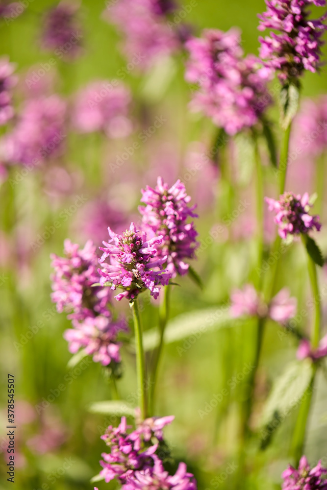gardening, botany and flora concept - beautiful field flowers blooming in summer garden gardening, botany and flora concept - beautiful field flowers blooming in summer garden