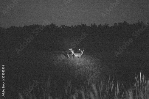 on a foggy night deer graze in the meadow and eat grass