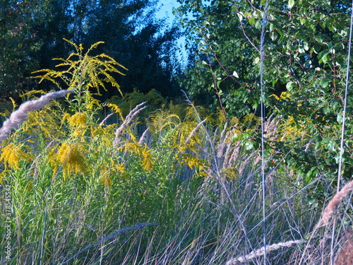 Green grass. Autumn in the grass of the country. Alice visiting the Grass.