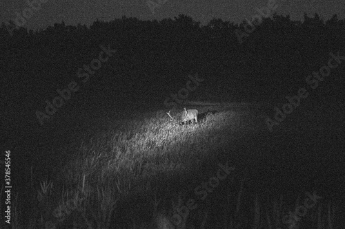 on a foggy night deer graze in the meadow and eat grass