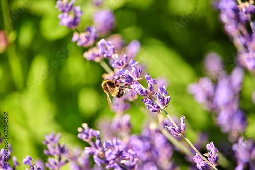 gardening  botany and flora concept - bee pollinating beautiful lavender flowers blooming in summer garden