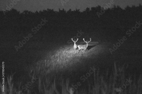 on a foggy night deer graze in the meadow and eat grass