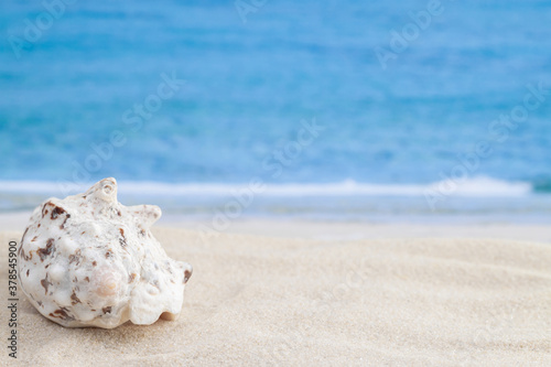 Spiky spotted seashell on sandy beach surface with sea ocean waves as background for macro summer wallpaper