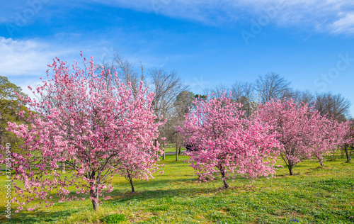 Japanese Flowering Cherry Blossom Prunus Serrulata pink flowering tree in Canberra, Australia at Spring time  photo