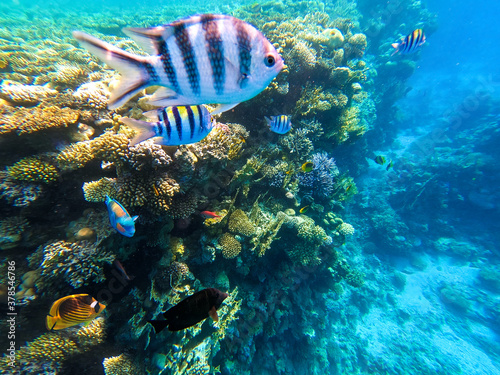 Underwater colorful tropical fishes at coral reef at Red Sea. Blue water in Ras Muhammad National Park in Sinai, Egypt
