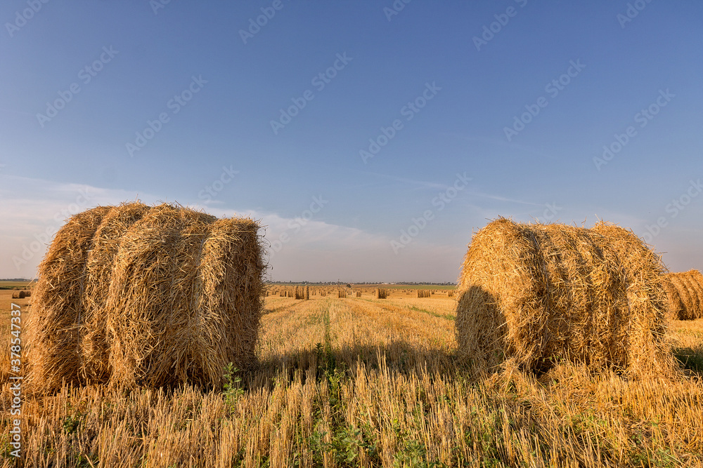 Hay bale. Agriculture field with sky. Rural nature in the farm land. Straw on the meadow. Wheat yellow golden harvest in summer. Countryside natural landscape. Grain crop, harvesting.