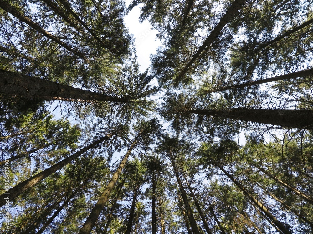 Fototapeta premium A view straight up from the ground to the treetops in the forest. Low angle shot. Tree crowns and blue sky. Beautiful symmetry in forest.
