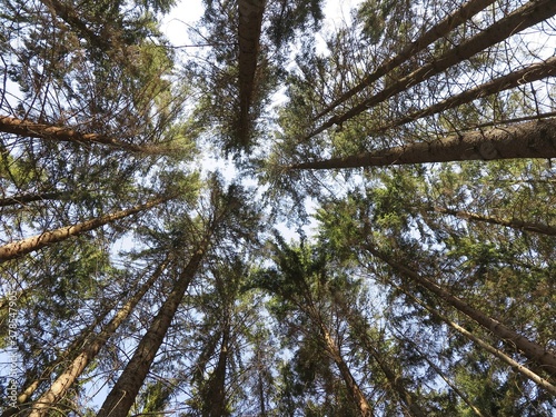 A view straight up from the ground to the treetops in the forest. Low angle shot. Tree crowns and blue sky. Beautiful symmetry in forest. © hary_cz