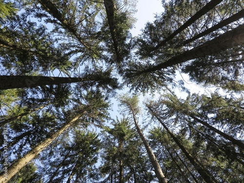 A view straight up from the ground to the treetops in the forest. Low angle shot. Tree crowns and blue sky. Beautiful symmetry in forest. © hary_cz