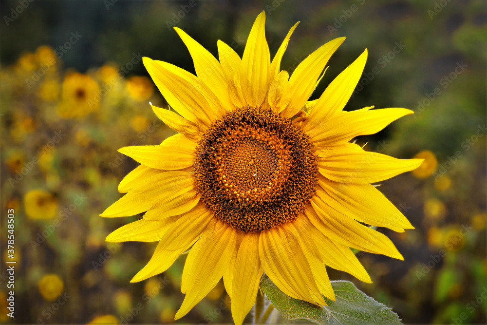 Fototapeta premium Sunflower