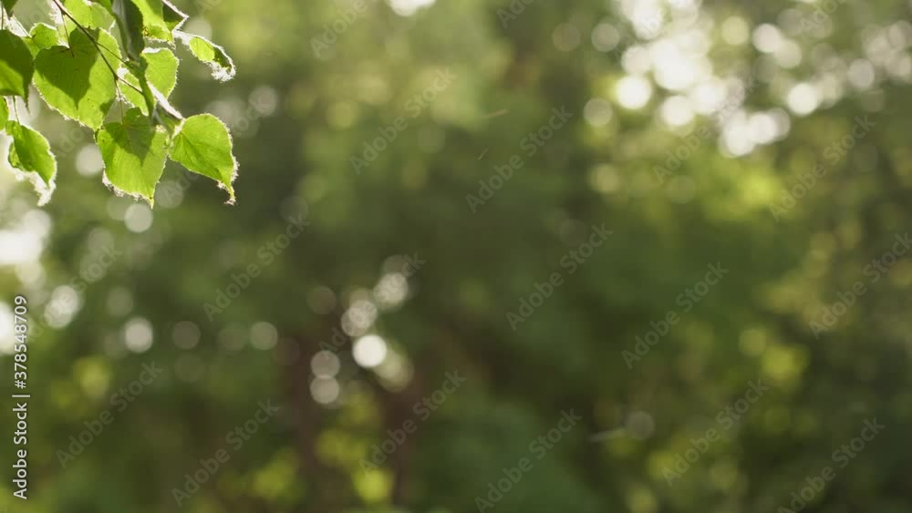 Beautiful green natural 4k video bokeh background