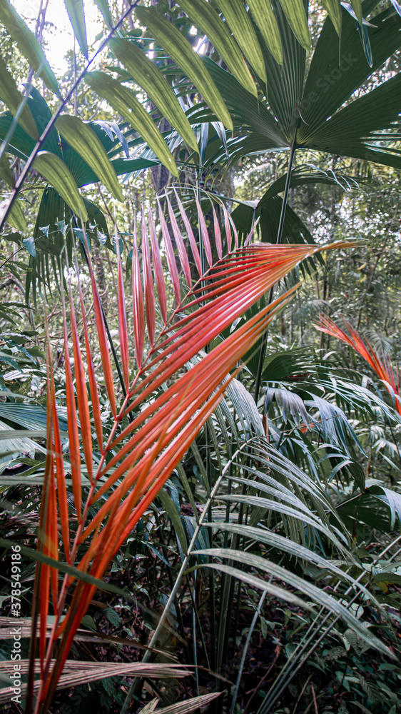 Palme mit roten Blättern im Regenwald