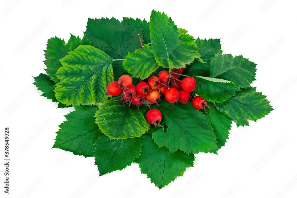 Berries and leaves of hawthorn (Crataegus), also known as quickthorn, thornapple, May-tree, whitethorn or hawberry isolated on a white background. Berries and leaves of hawthorn (Crataegus), also known as quickthorn, thornapple, May-tree, whitethorn or hawberry isolated on a white background.
