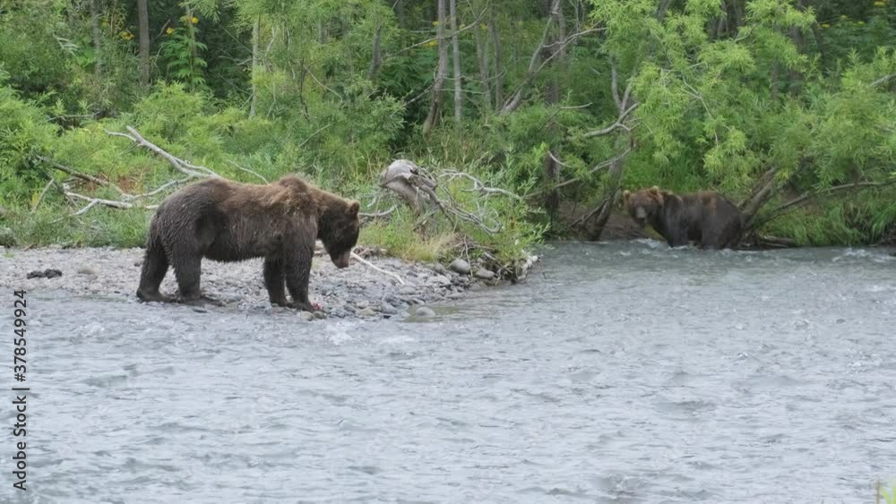 Brown bears hunting and eating a salmon fish in the forest river, Kamchatka, Russia, 4k Brown bears hunting and eating a salmon fish in the forest river, Kamchatka, Russia, 4k
