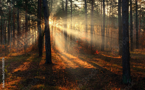 Fototapeta Naklejka Na Ścianę i Meble -  Sunny morning in the autumn forest. The rays of the sun illuminate the rusty leaves beautifully. A light mist enveloped the trees.