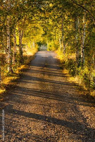 autumn path in the woods