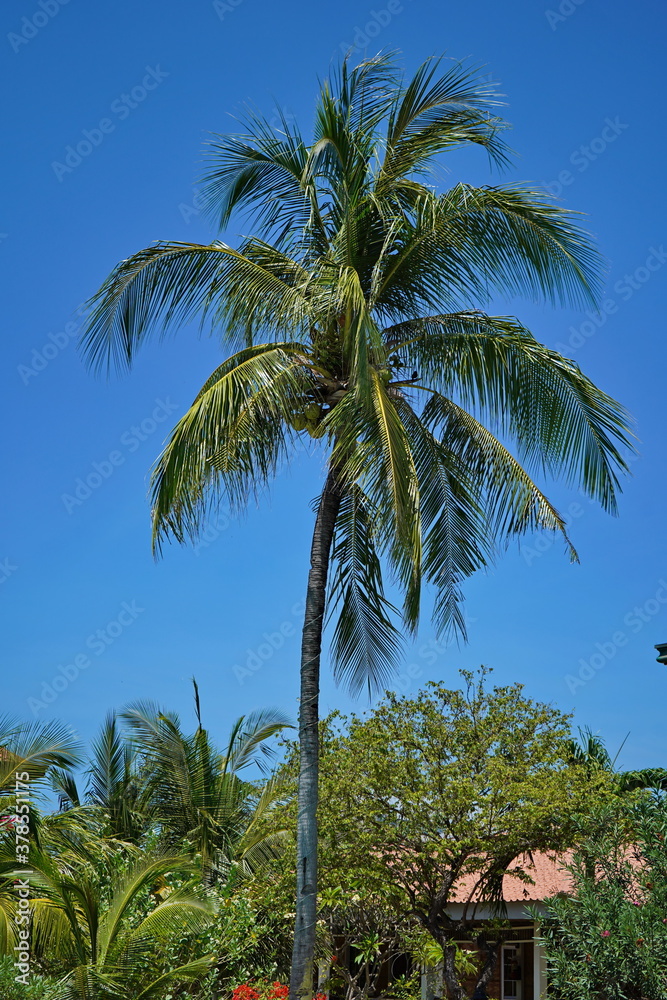Coconut palm. Against the background of blue sky.