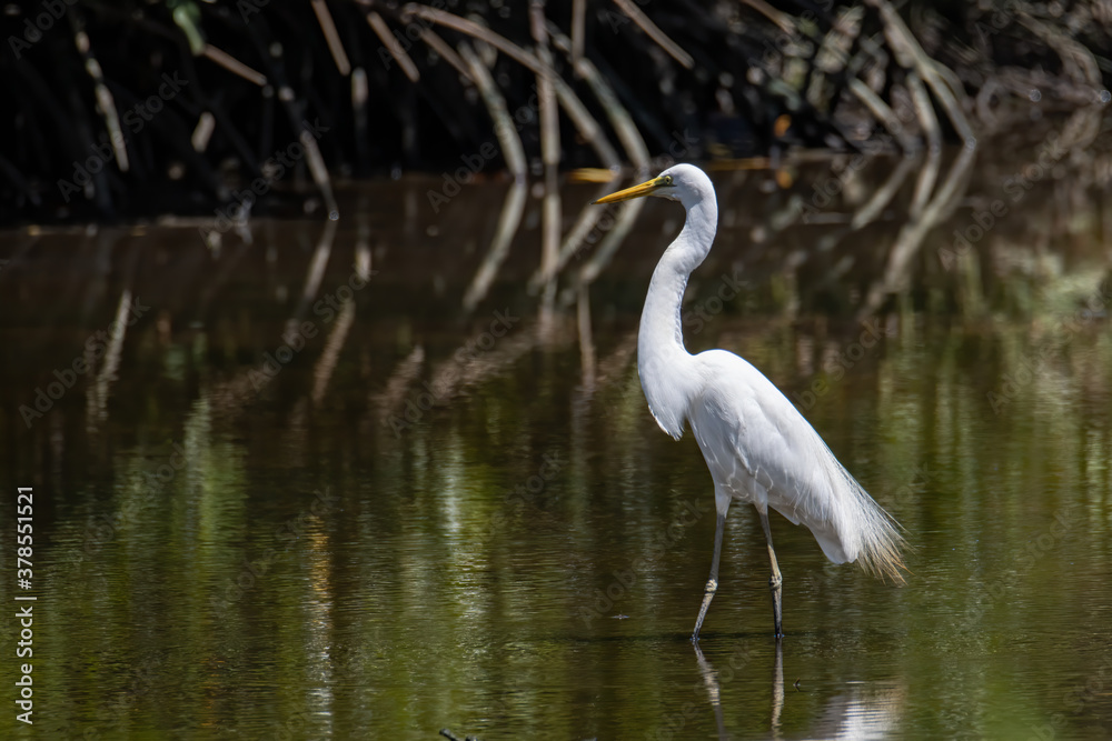 Nature wildlife image of Egret bird on wetland center in Kota Kinabalu, Sabah, Malaysia. Cattle egret bird Chilling Nature wildlife image of Egret bird on wetland center in Kota Kinabalu, Sabah, Malaysia. Cattle egret bird Chilling