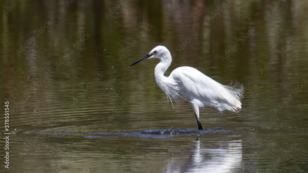 Nature wildlife image of Egret bird on wetland center in Kota Kinabalu, Sabah, Malaysia. Cattle egret bird Chilling Nature wildlife image of Egret bird on wetland center in Kota Kinabalu, Sabah, Malaysia. Cattle egret bird Chilling