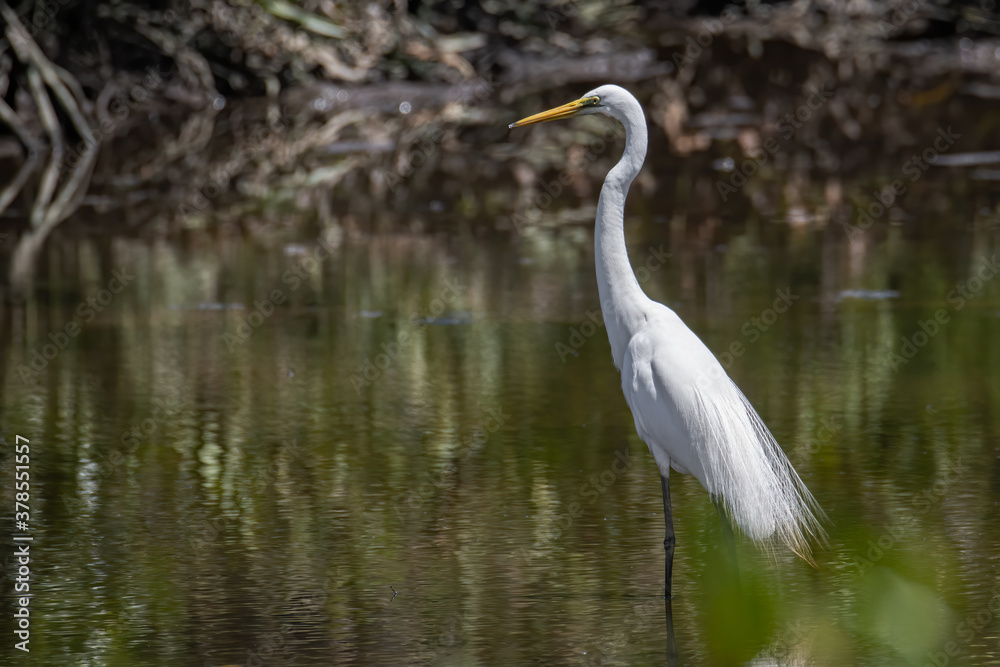 Nature wildlife image of Egret bird on wetland center in Kota Kinabalu, Sabah, Malaysia. Cattle egret bird Chilling Nature wildlife image of Egret bird on wetland center in Kota Kinabalu, Sabah, Malaysia. Cattle egret bird Chilling