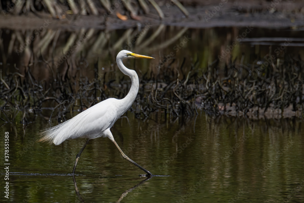 Nature wildlife image of Egret bird on wetland center in Kota Kinabalu, Sabah, Malaysia. Cattle egret bird Chilling Nature wildlife image of Egret bird on wetland center in Kota Kinabalu, Sabah, Malaysia. Cattle egret bird Chilling